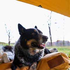 WhiteDuck Outdoors Sunshade tarp